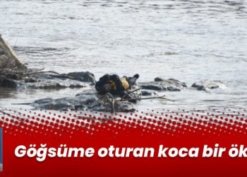 Göğsüme oturan koca bir öküz…